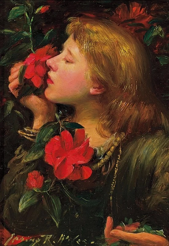 Fiori di camelia